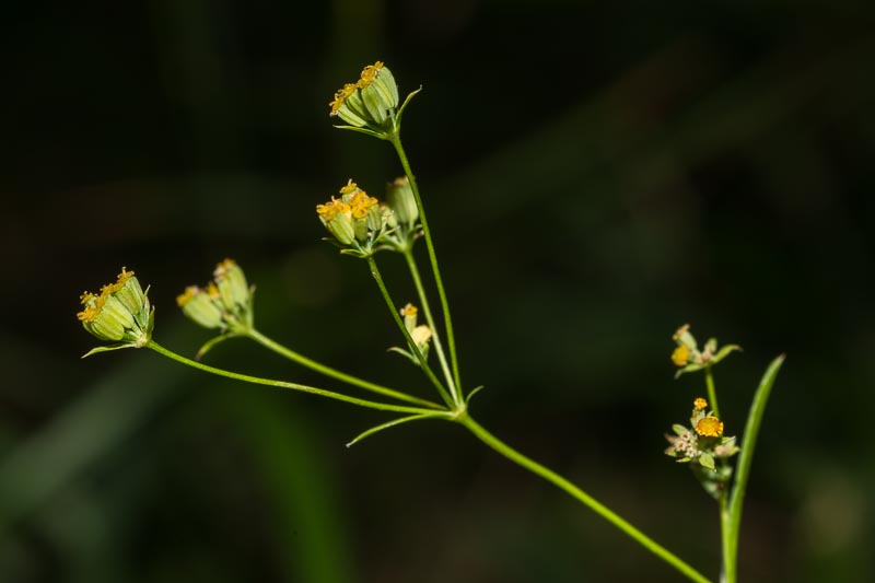 Bupleurum falcatum / Bupleuro falcato